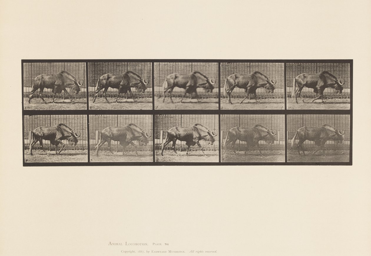Tafel 701. Gnu; Gehend von Eadweard Muybridge