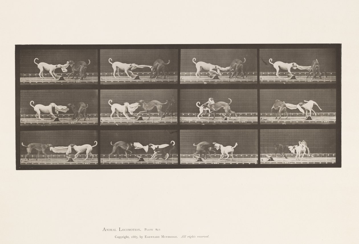 Tafel 715. Hunde; Drei, an einem Handtuch ziehend, Ike, Maggie usw. von Eadweard Muybridge