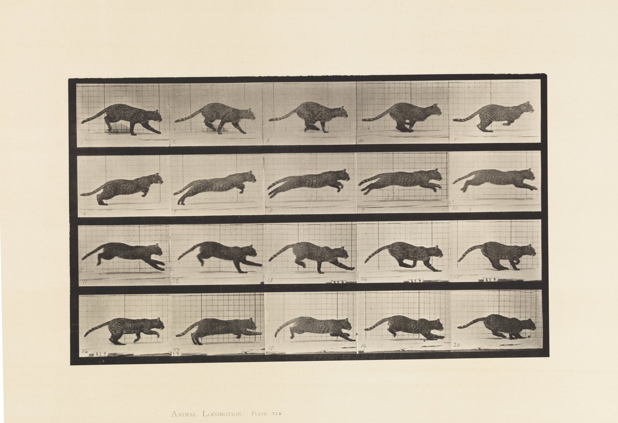 Tafel 719. Katze; Galoppierend von Eadweard Muybridge