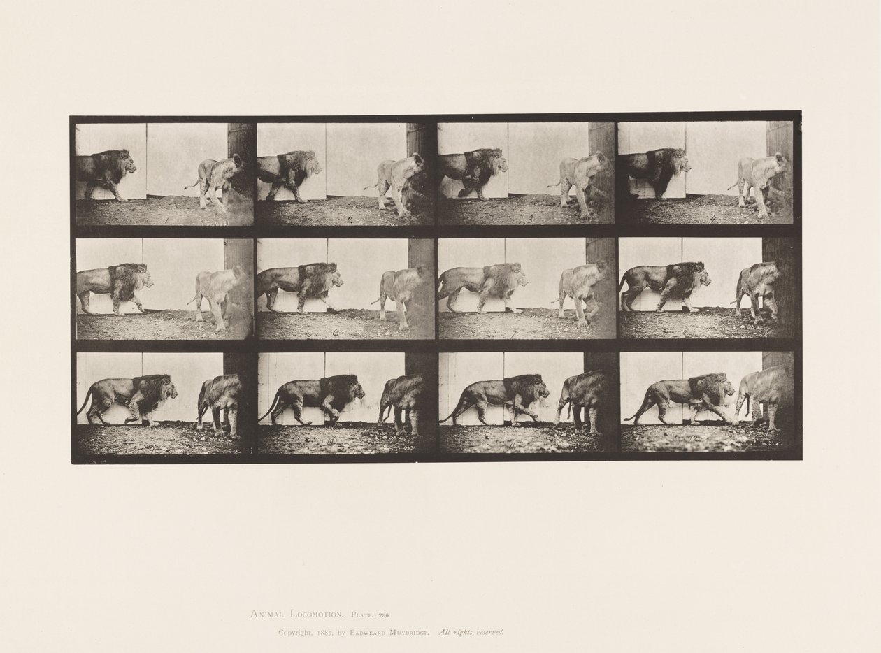 Tafel 726. Löwe und Löwin; Gehend von Eadweard Muybridge