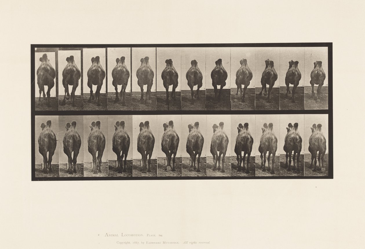 Tafel 741. Baktrisches Kamel; A, Laufend; B, Passgang von Eadweard Muybridge