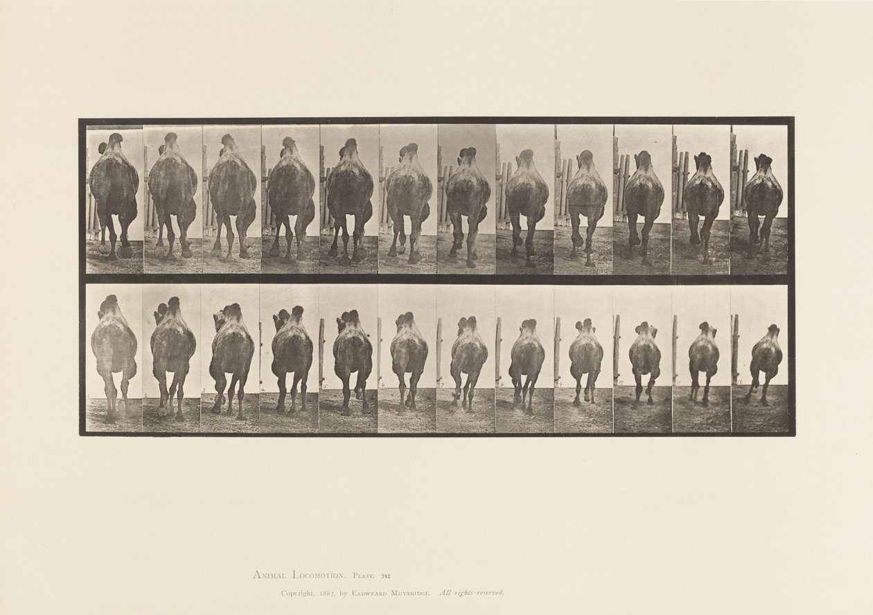 Tafel 742. Baktrisches Kamel; A, Passgang; B, Galoppierend von Eadweard Muybridge