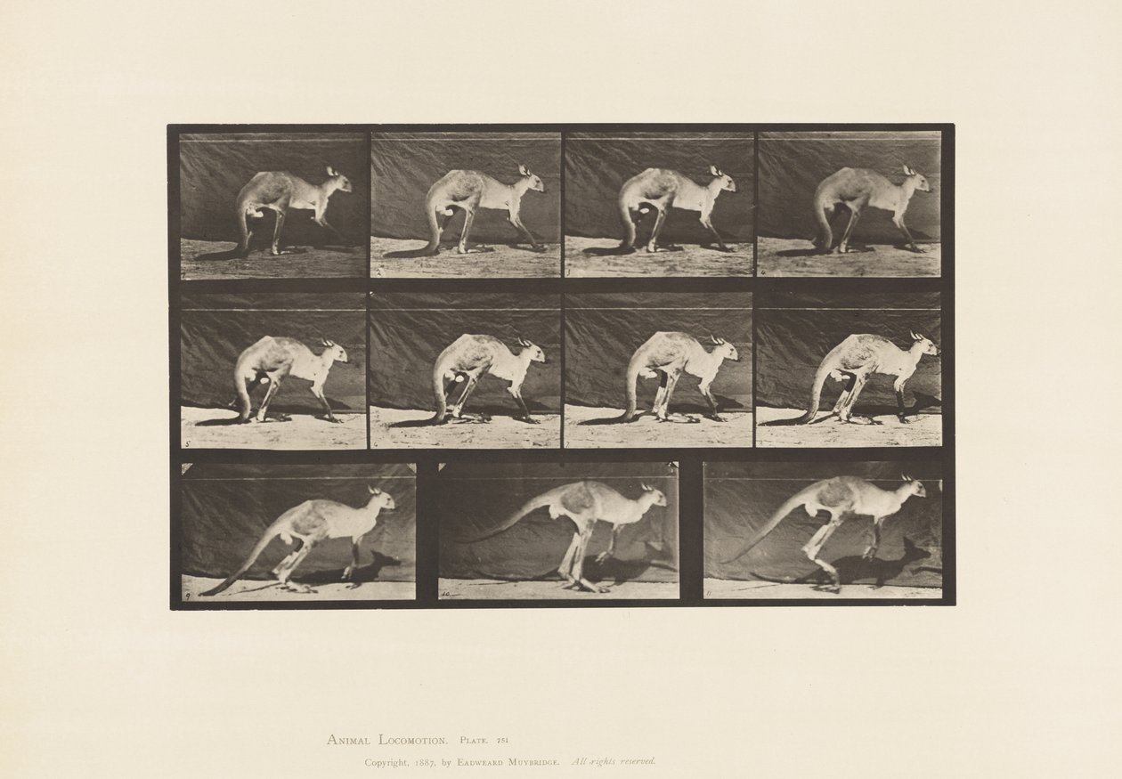 Tafel 751. Känguru; Auf allen Vieren gehen; Wechsel zum Springen von Eadweard Muybridge