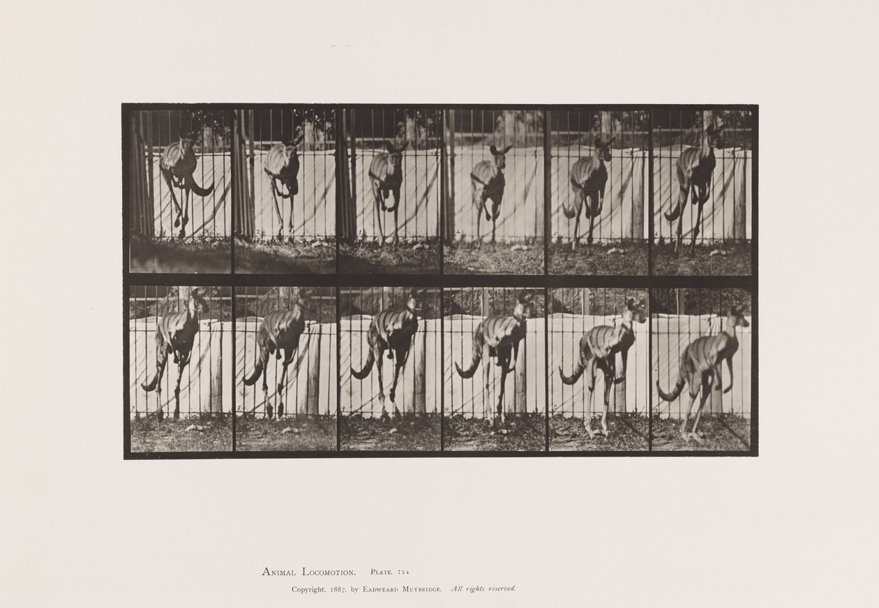 Tafel 754. Känguru; Springend von Eadweard Muybridge
