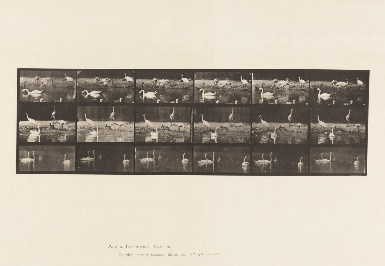 Tafel 776. Störche; Schwäne, usw., A, B, C von Eadweard Muybridge
