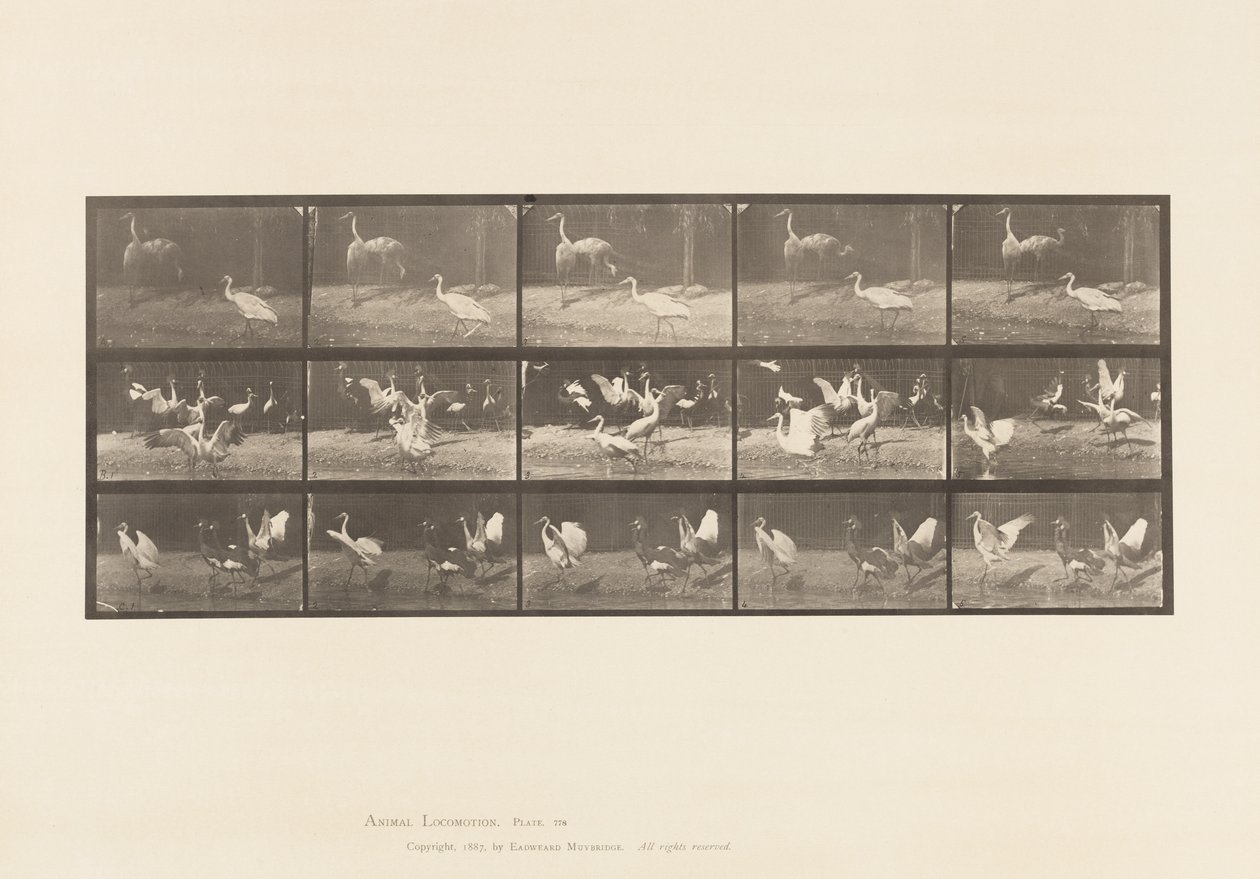 Tafel 778. Störche; usw., A, B, C von Eadweard Muybridge