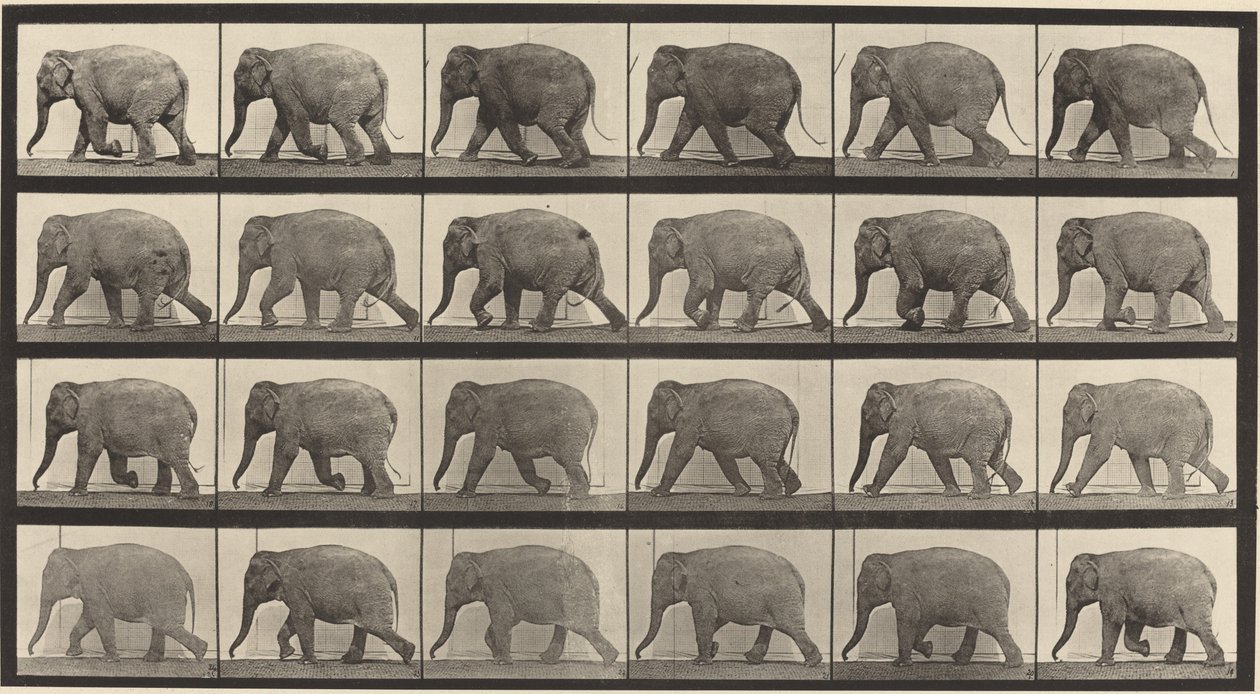 Tafel Nummer 733. Elefant geht von Eadweard Muybridge