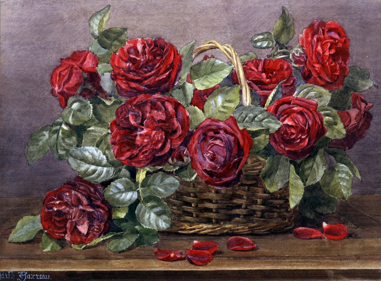 Rote Rosen von Edith Isabel Barrow