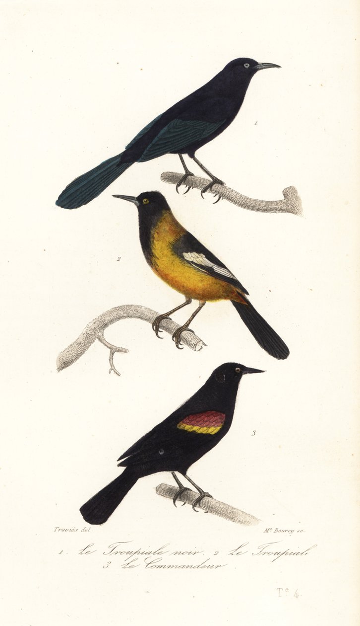 Großer Antillen-Grackel, Audubons Pirol und Rotflügel-Schwarzvogel von Edouard (after) Travies