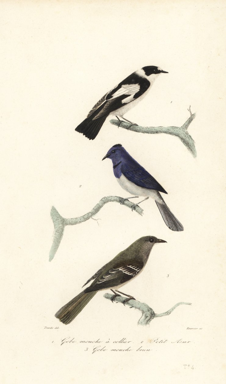 Trauerschnäpper, Blau- und Weißschnäpper und Neuseelandfächerschwanz von Edouard (after) Travies