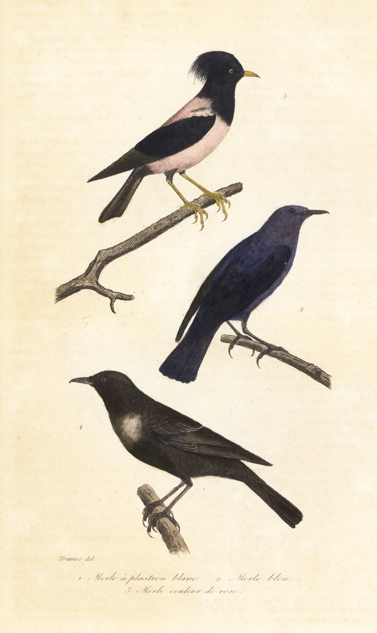 Ringdrossel, Blausteindrossel und Rosenstar von Edouard (after) Travies