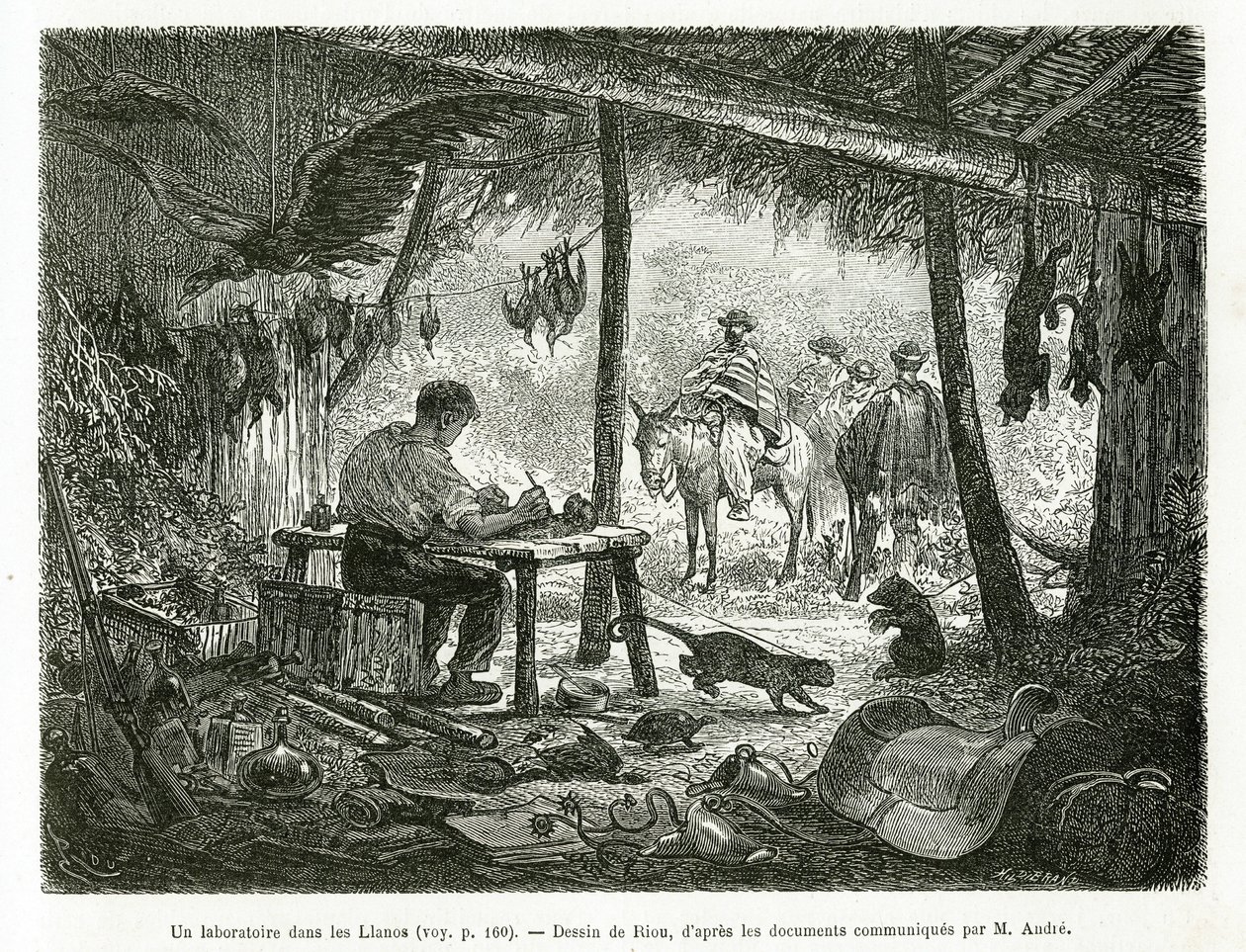 Ein Präparationslabor im Urwald, in der Region Llanos (Kolumbien), Zeichnung von Riou, zur Illustration der Geschichte von Equinoxiale America (Kolumbien, Ecuador, Peru), 1875-1876, von Ed. Andre, Reisemission beauftragt von der französischen Regierung. Gr von Edouard Riou