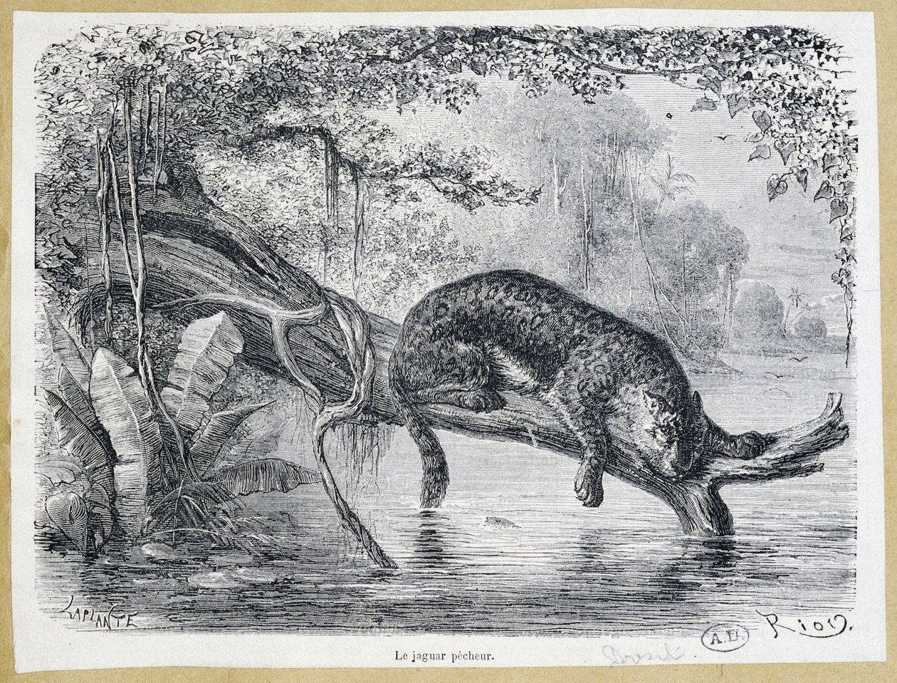 Jaguar beobachtet seine Beute auf einem Baumstamm über dem Wasser - Gravur 19. Jahrhundert von Edouard Riou