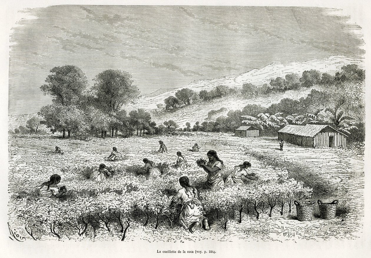Das Pflücken der Kokablätter im Ituata-Tal, Zeichnung von E. Riou, zur Illustration der Reise in die Region Titicaca und die Täler des Ostens von Unterperu, 1873 von Paul Marcoy. Gravur in „Le tour du monde“ von Edouard Riou