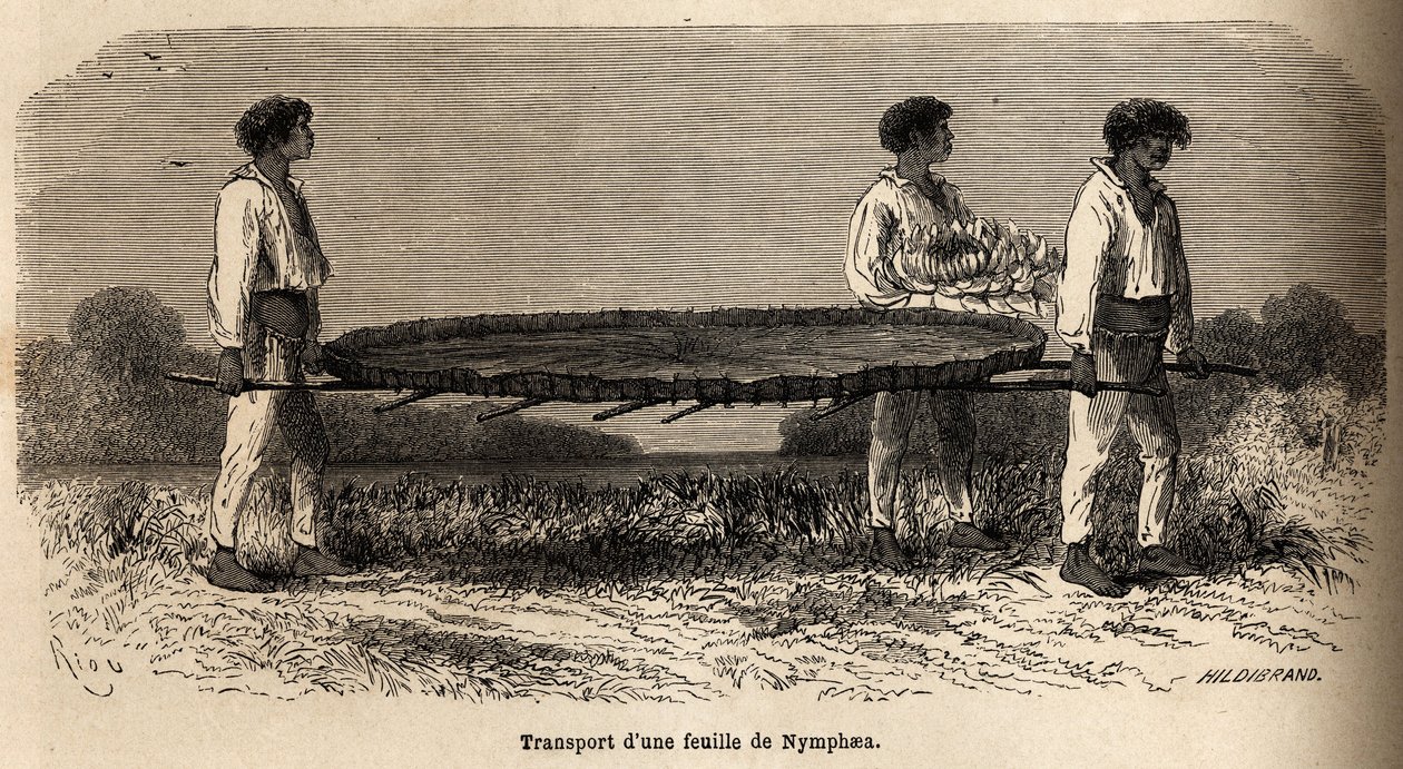 Transport eines Blattes und einer Blume der Nymphea vom Lake Nuna (Peru), Exemplar im Herbarium von P. Marcoy. Zeichnung von Riou, zur Illustration der Reise vom Pazifik zum Atlantik von Edouard Riou