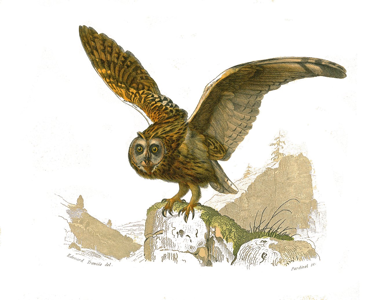 Naturgeschichtstafel: Zoologische Tafel, die tagaktive Greifvögel darstellt. Die Eule. Tafel aus den neun Bänden über Vögel in „Gesammelte Werke von Buffon“ geschrieben von dem Naturforscher Georges Louis Leclerc, Graf von Buffon (1707-1788) zwischen 1749  von Edouard Travies