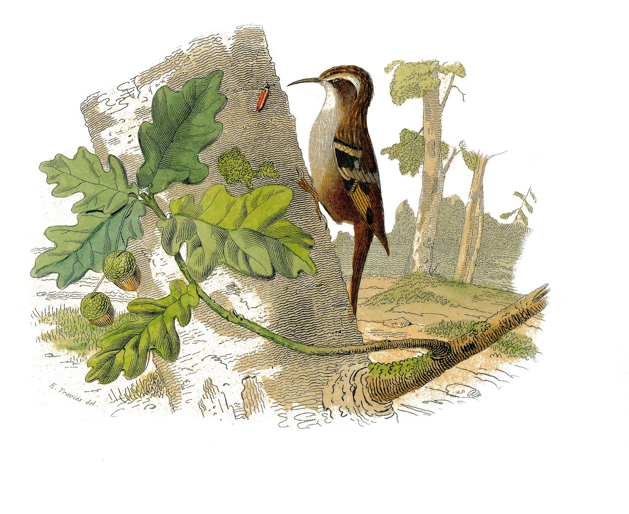 Zoologische Tafel, die dentirostre Sperlingsvögel darstellt von Edouard Travies