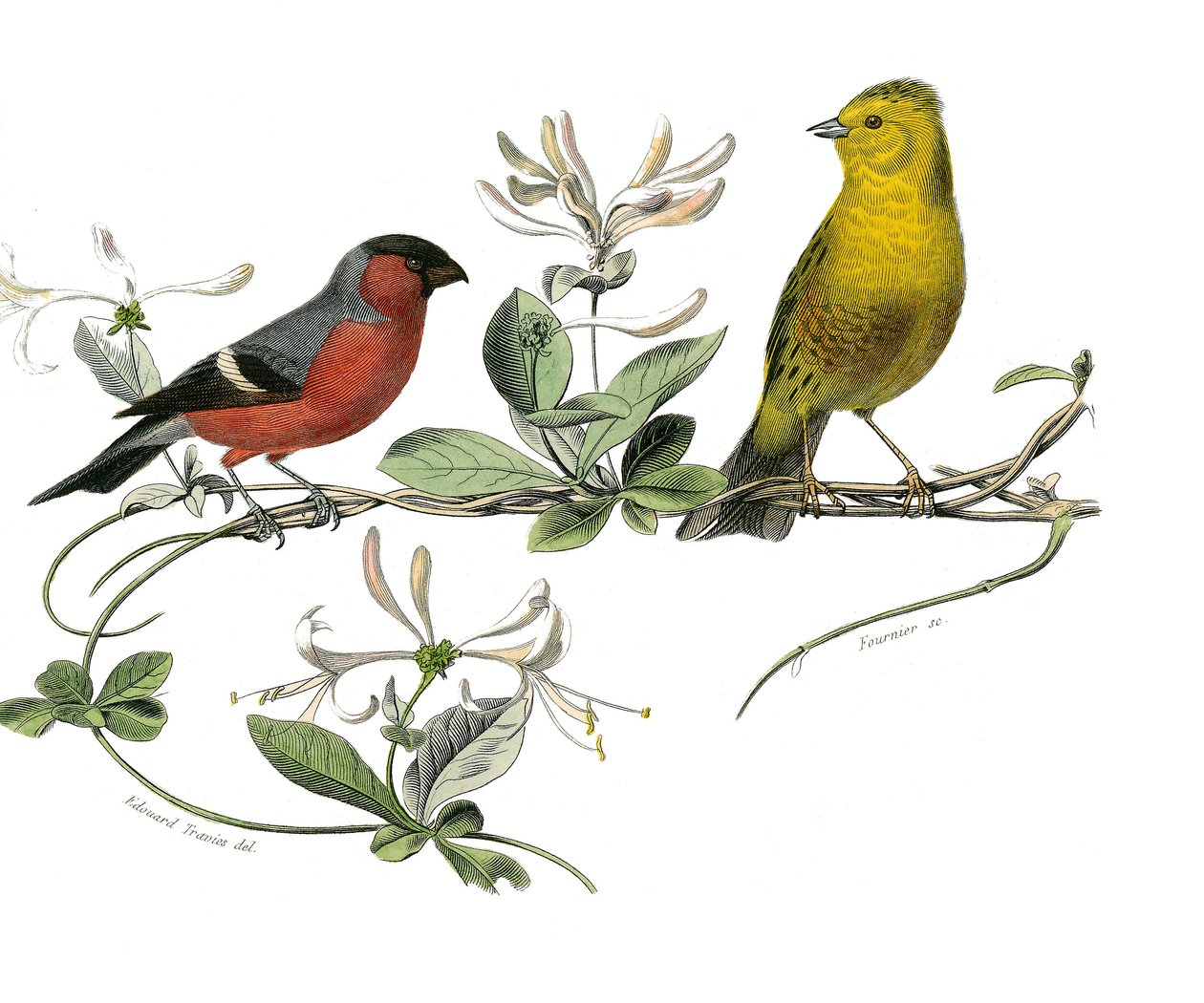 Naturgeschichte Tafel: Zoologische Tafel, die den Bouvreuil und den Spatz von Frankreich darstellt. Platte aus den neun Bänden über Vögel in „Gesammelte Werke von Buffon“ von Georges Louis Leclerc, Graf von Buffon von Edouard Travies