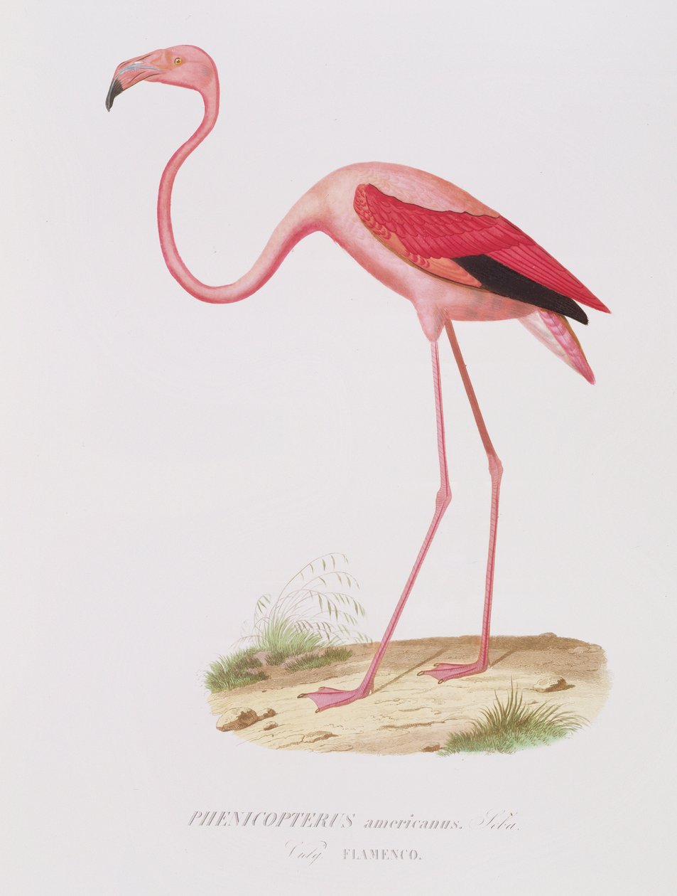 Phenicopterus americanus (Flamenco) graviert von Fournier, veröffentlicht von Bougeard von Edouard Travies