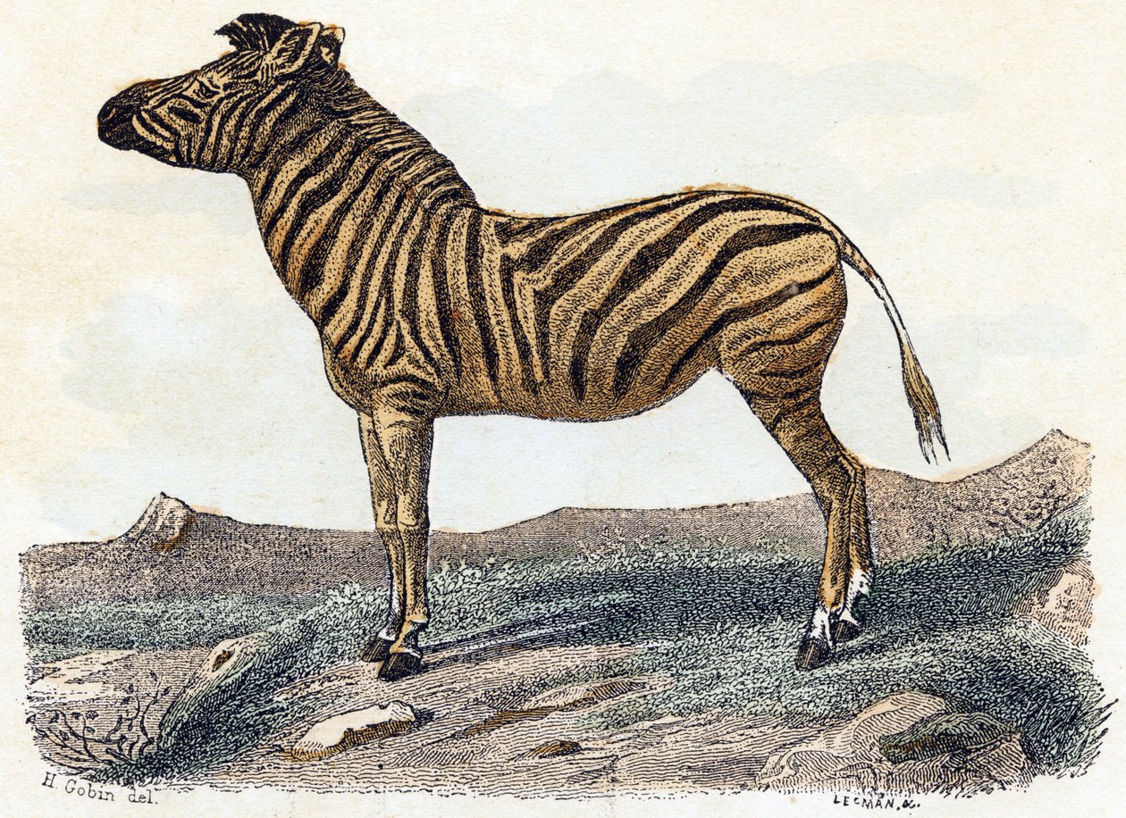 Zebra - „Alphabet illustriert Tiere“ 19. Jahrhundert von Edouard Travies