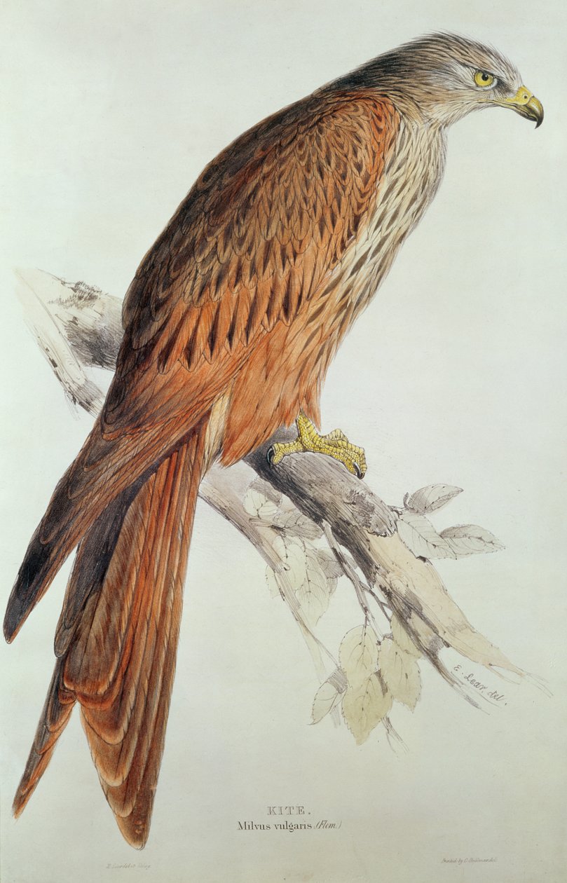Drachen von Edward Lear
