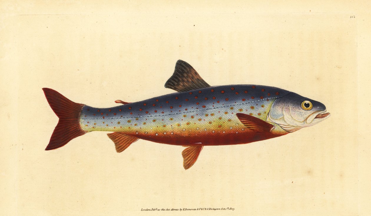 Arktischer Saibling, Salvelinus alpinus alpinus (Salvelian Saibling, Salmo salvelinus). Handkolorierte Kupferplatte gezeichnet und graviert von Edward Donovan aus seiner Natural History of British Fishes, Donovan und F.C. und J. Rivington, London von Edward Donovan