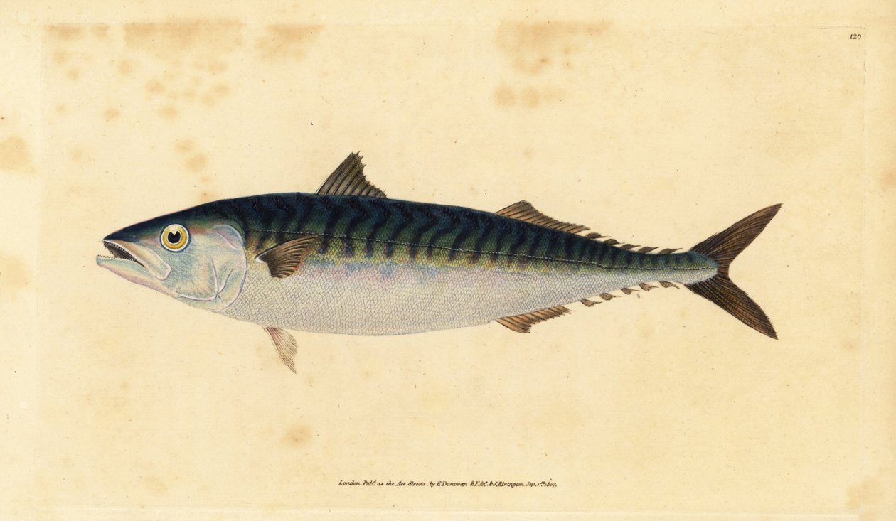 Atlantischer Makrele, Scomber scombrus (Makrele, Scomber scomber) von Edward Donovan