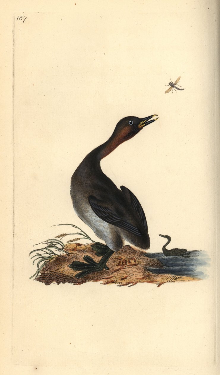 Schwarzkehlchen, Podiceps hebridicus. Handkolorierter Kupferstich gezeichnet und gestochen von Edward Donovan aus seinem eigenen „Natural History of British Birds“, London von Edward Donovan