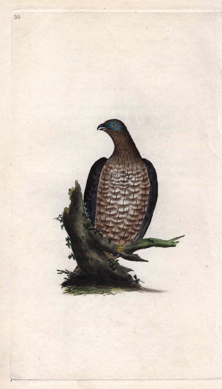 Wespenbussard. Pernis apivorus (Falco apivorus). Kupferstich von Edward Donovan (1768-1837), veröffentlicht in Histoire naturelle des oiseaux britanniques, London von Edward Donovan