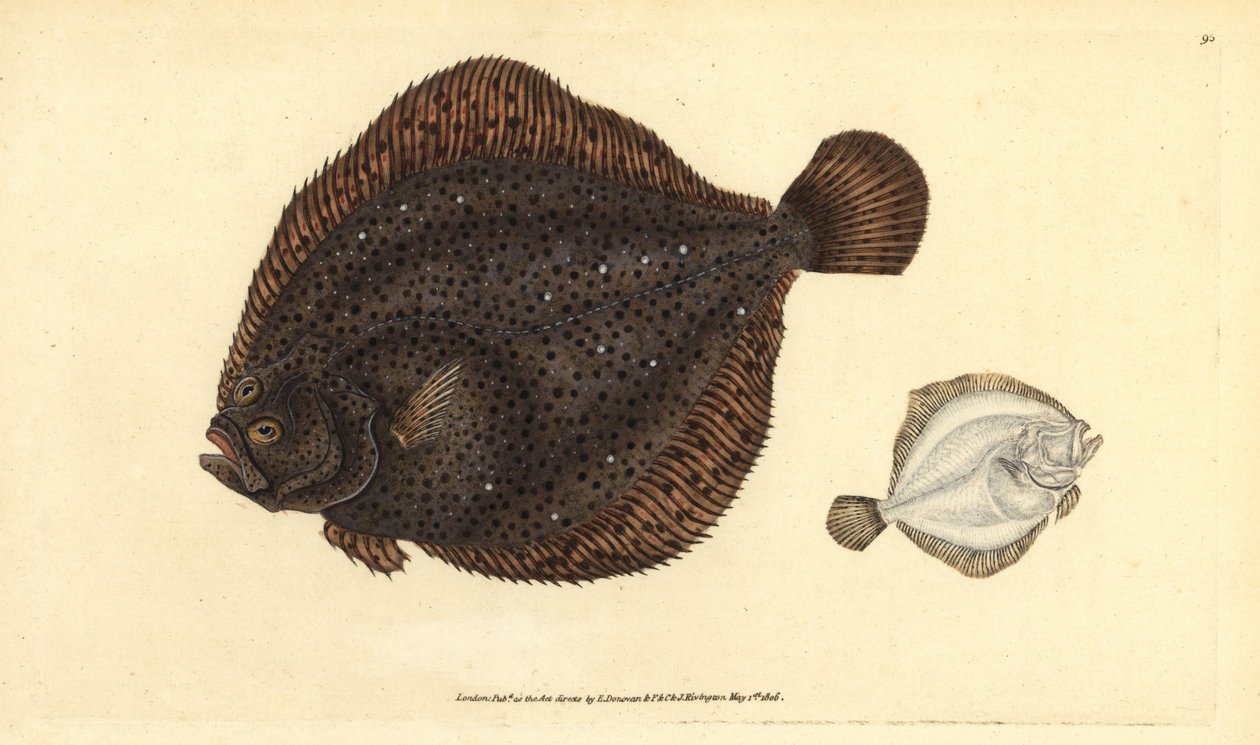 Steinbutt oder Perlscholle, Scophthalmus rhombus (Pleuronectes rhombus). Handkolorierte Kupferstichzeichnung und Gravur von Edward Donovan aus seiner Natural History of British Fishes, Donovan und F.C. und J. Rivington, London von Edward Donovan