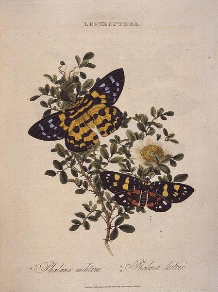 Schmetterlinge: Phalaena Militaris, Phalaena Lectrix, veröffentlicht vom Künstler von Edward Donovan