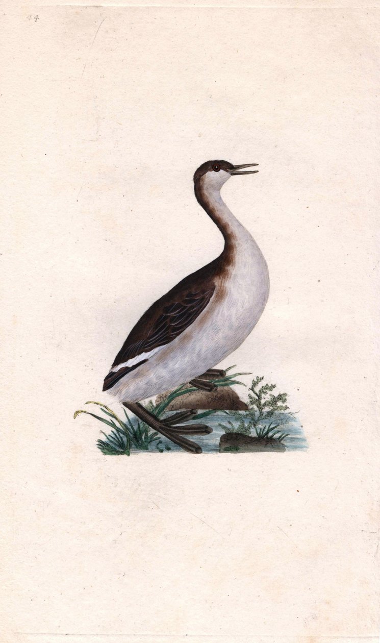Zwergtaucher. Tachybaptus ruficollis. Kupferstich von Edward Donovan (1768-1837), veröffentlicht in „Histoire naturelle des oiseaux britanniques“, London von Edward Donovan