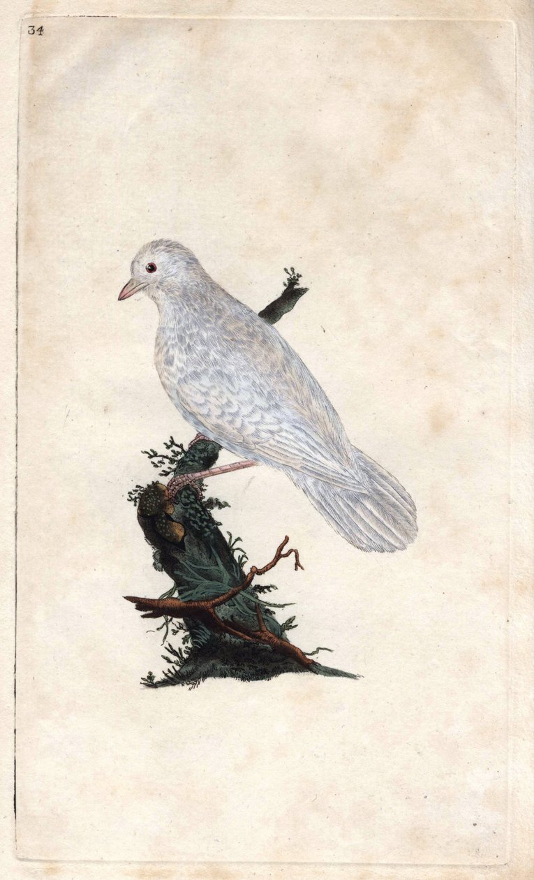 Eichelhäher. Garrulus glandarius. Kupferstich von Edward Donovan (1768-1837), veröffentlicht in Histoire naturelle des oiseaux britanniques, London von Edward Donovan