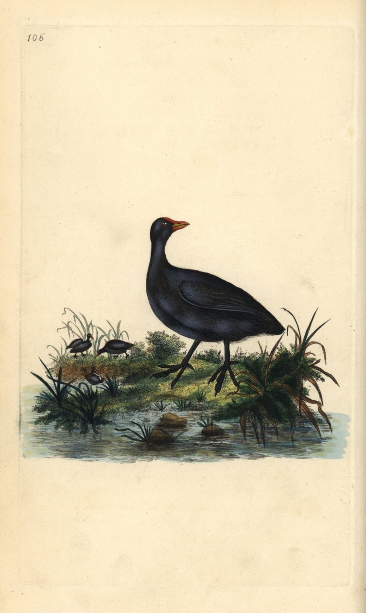 Blässhuhn, Fulica atra. Handkolorierter Kupferstich gezeichnet und gestochen von Edward Donovan aus seinem eigenen „Natural History of British Birds“, London von Edward Donovan