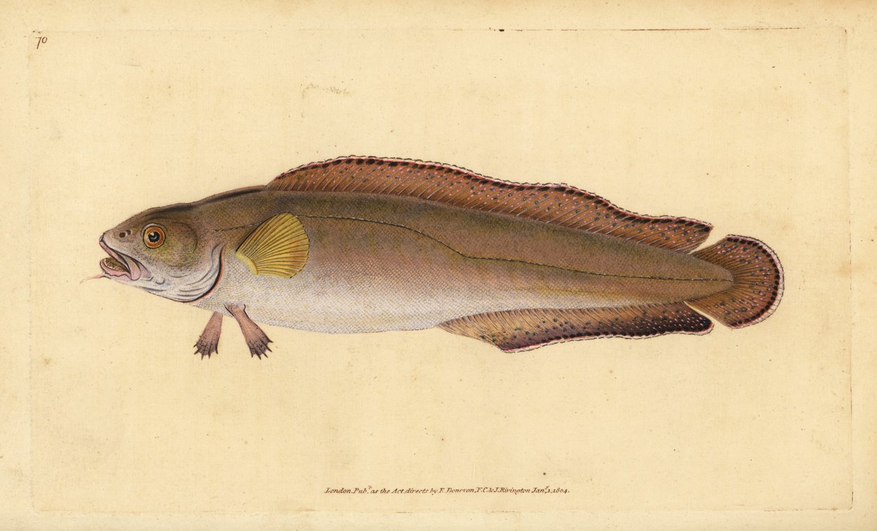 Lumb, Brosme brosme (Brosme oder Schottischer Torsk, Gadus brosme). Handkolorierter Kupferstich von Edward Donovan aus seiner „Natural History of British Fishes“, Donovan und F.C. und J. Rivington, London von Edward Donovan