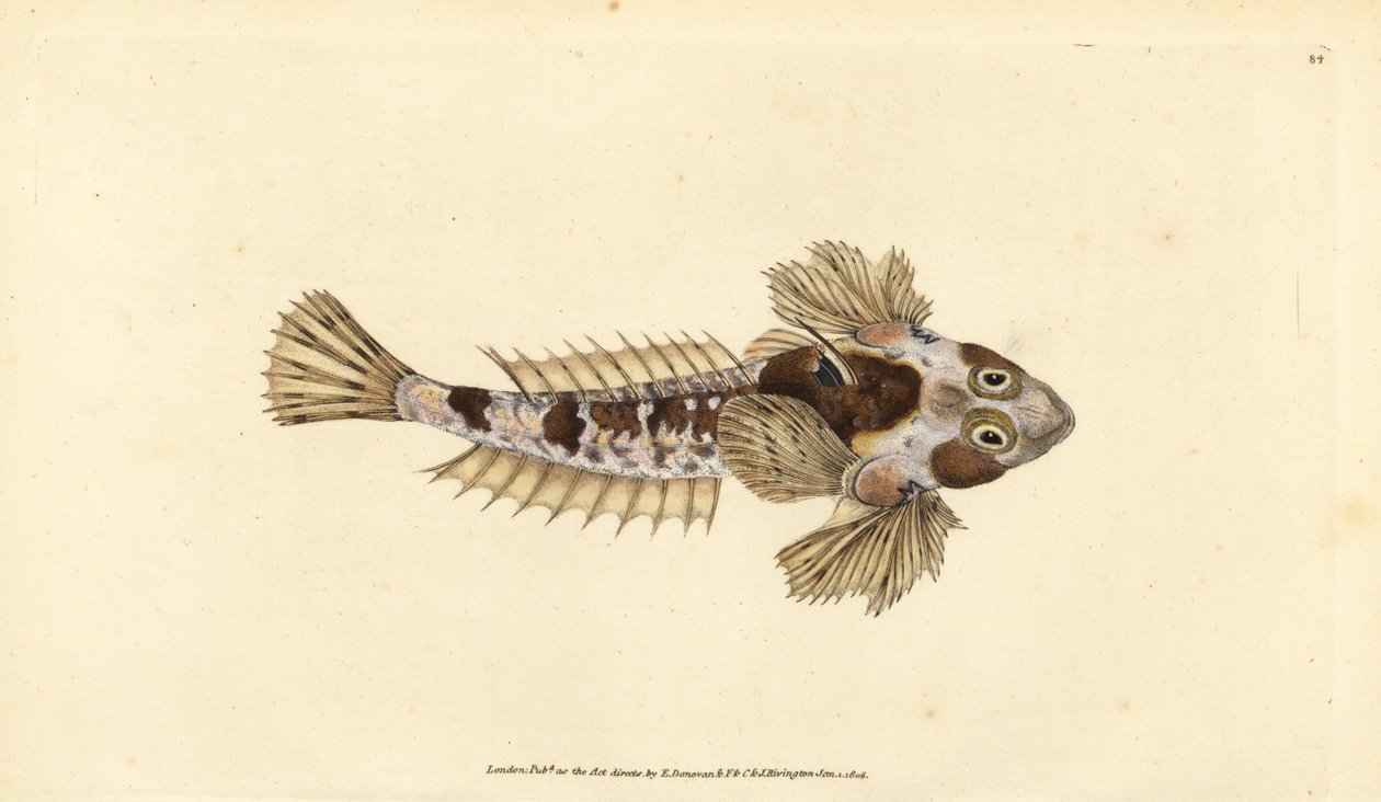 Leierfisch, Callionymus lyra (Schmutziger Leierfisch, Callionymus dracunculus). Handkolorierter Kupferstich von Edward Donovan aus seiner „Natural History of British Fishes“, Donovan und F.C. und J. Rivington, London von Edward Donovan