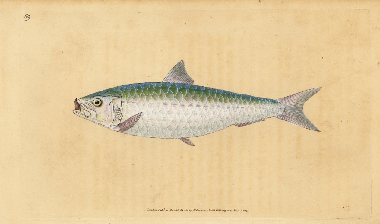Europäische Sardine, Sardina pilchardus. Handkolorierte Kupferstichzeichnung und -gravur von Edward Donovan aus seiner „Natural History of British Fishes“, Donovan und F.C. und J. Rivington, London von Edward Donovan