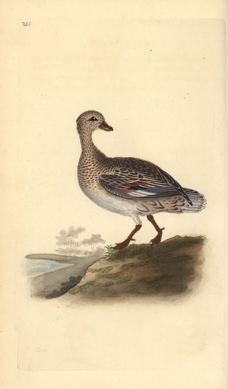 Schnatterente (weiblich), Anas strepera. Handkolorierter Kupferstich gezeichnet und gestochen von Edward Donovan aus seinem eigenen „Natural History of British Birds“, London von Edward Donovan