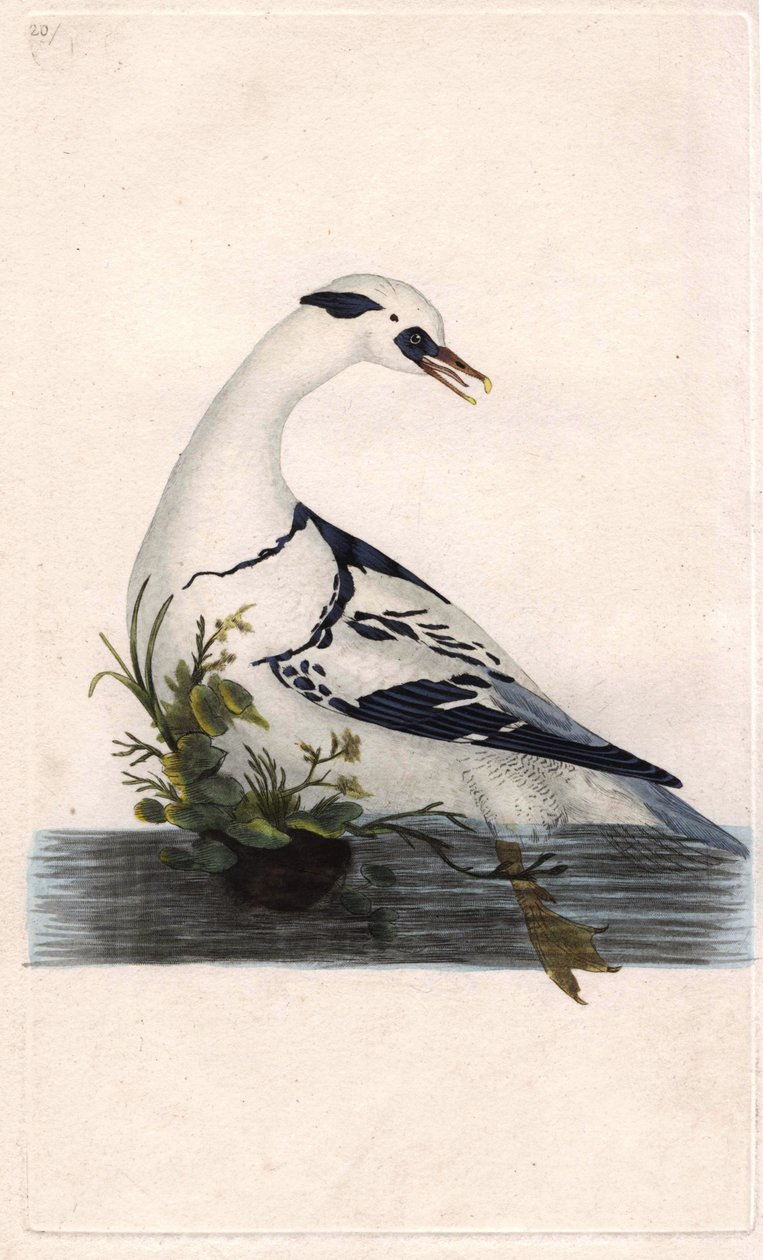 Zwergsäger, Mergus albellus. Kupferstich von Edward Donovan, veröffentlicht in „Histoire naturelle des oiseaux britanniques“ von Edward Donovan