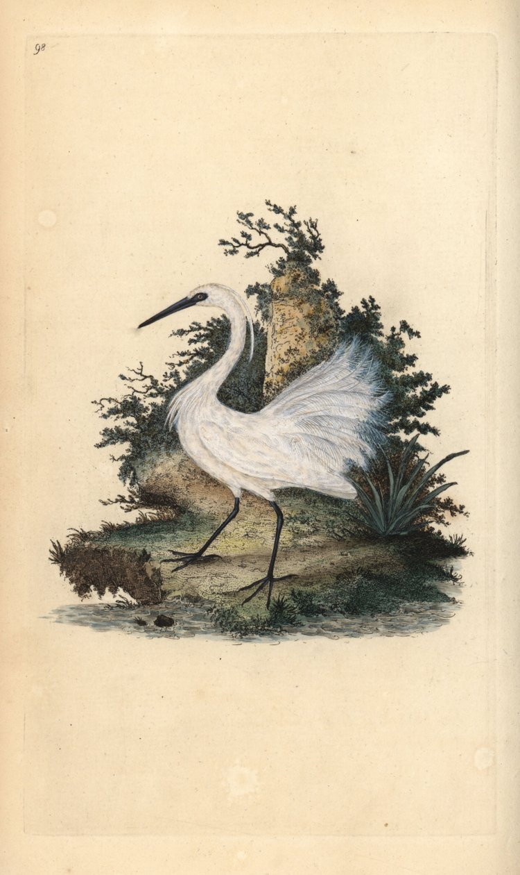 Seidenreiher, Egretta garzetta. Handkolorierte Kupferplatte gezeichnet und graviert von Edward Donovan aus seiner eigenen „Natural History of British Birds,“ London von Edward Donovan