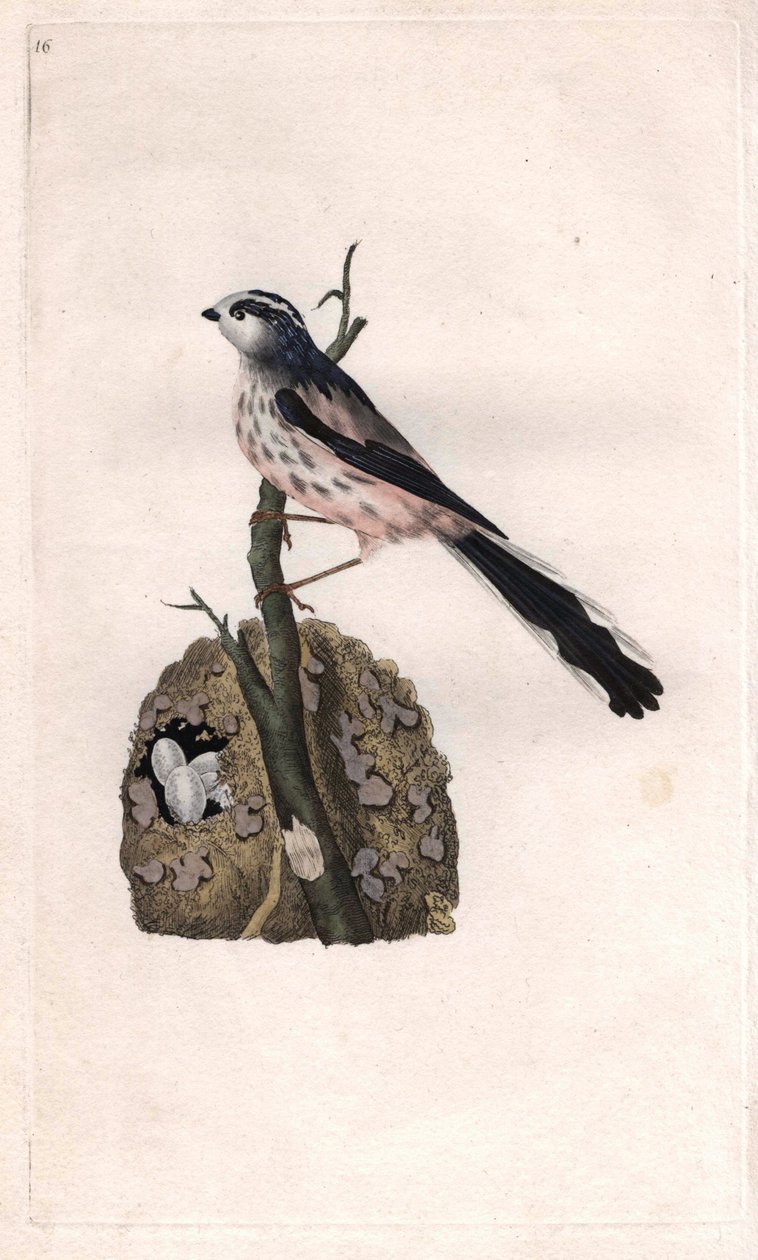Schwanzmeise (Aegithalos caudatus). Kupferstich von Edward Donovan, veröffentlicht in Histoire naturelle des oiseaux britanniques, London von Edward Donovan