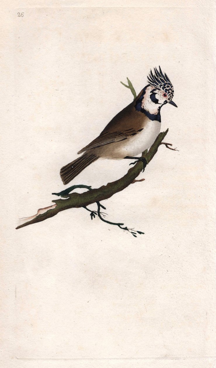Haubenmeise. Lopophanes cristatus cristatus. Kupferstich von Edward Donovan (1768-1837), veröffentlicht in „Histoire naturelle des oiseaux britanniques“, London von Edward Donovan
