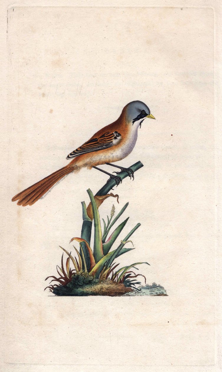 Bartmeise (Sperlingsvogel). Panurus biarmicus (Parus biarmicus). Kupferstich von Edward Donovan (1768-1837), veröffentlicht in Histoire naturelle des oiseaux britanniques, London von Edward Donovan