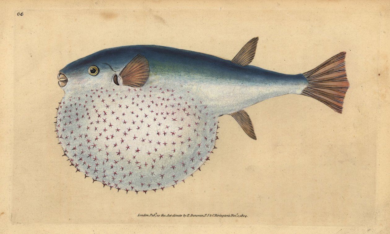 Ozeanischer Kugelfisch, Lagocephalus lagocephalus (Sternenkugelfisch, Tetrodon stellatus). Handkolorierte Kupferstichzeichnung und Gravur von Edward Donovan aus seiner Natural History of British Fishes, Donovan und F.C. und J. Rivington, London von Edward Donovan