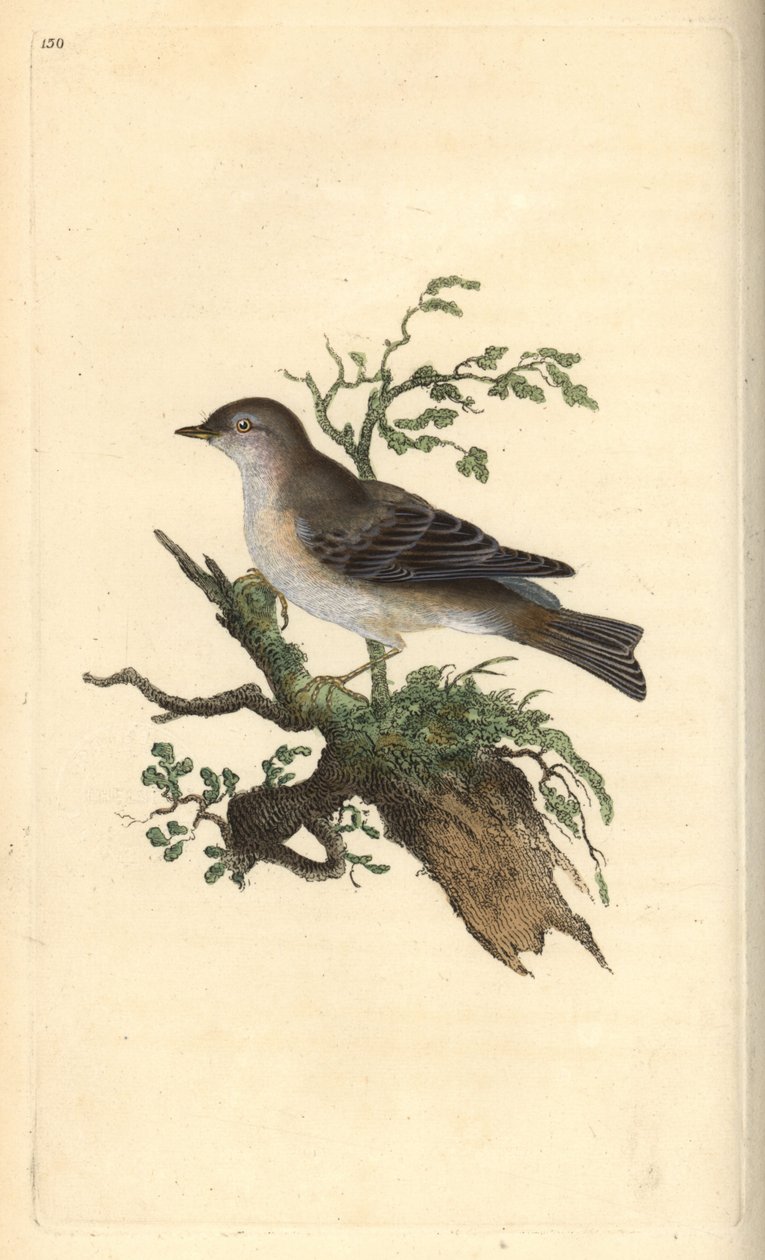 Orpheusgrasmücke, Sylvia hydrtensis. Handkolorierte Kupferstich von Edward Donovan aus seiner Natural History of British Birds, London von Edward Donovan