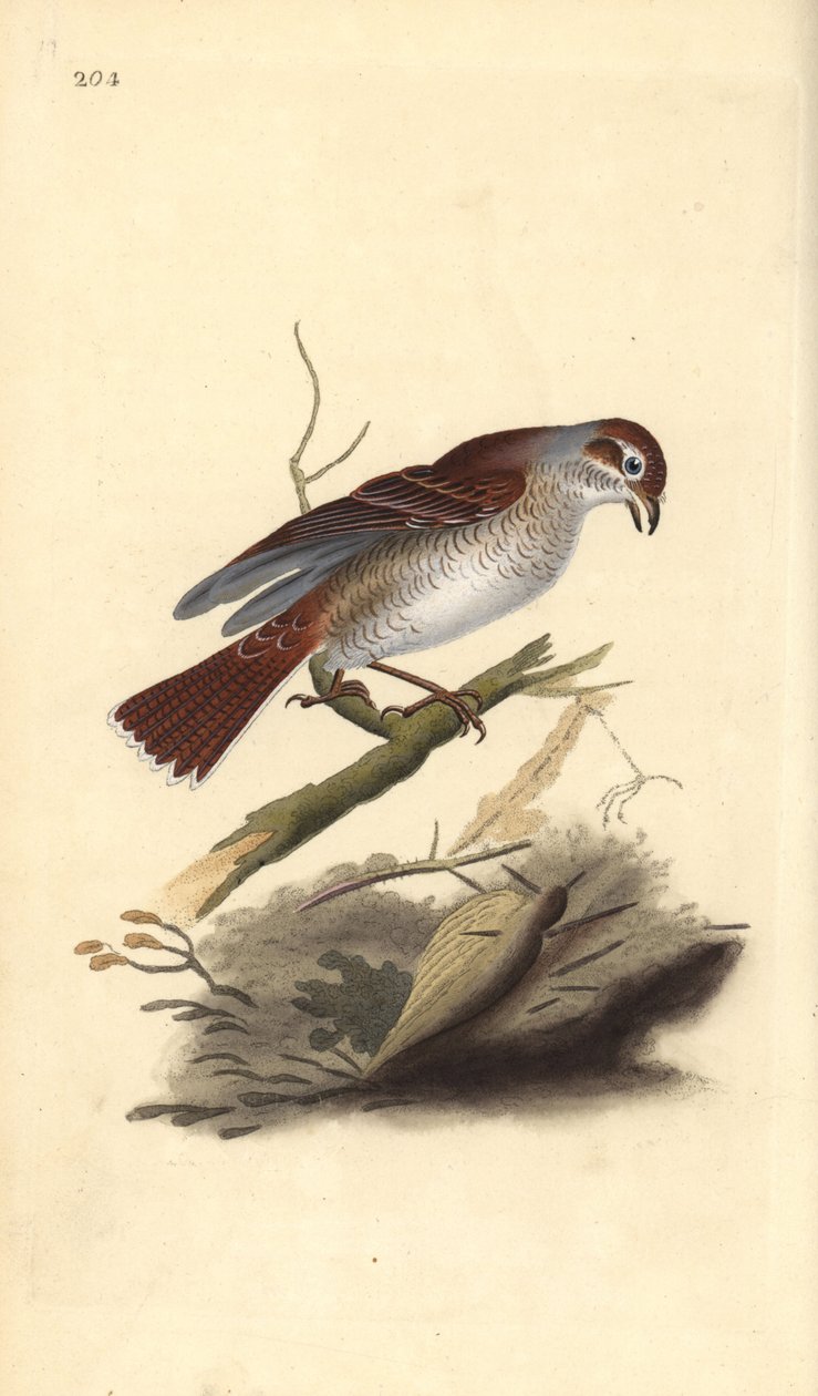 Neuntöter (weiblich), Lanius collurio. Handkolorierter Kupferstich gezeichnet und gestochen von Edward Donovan aus seinem eigenen „Natural History of British Birds“, London von Edward Donovan
