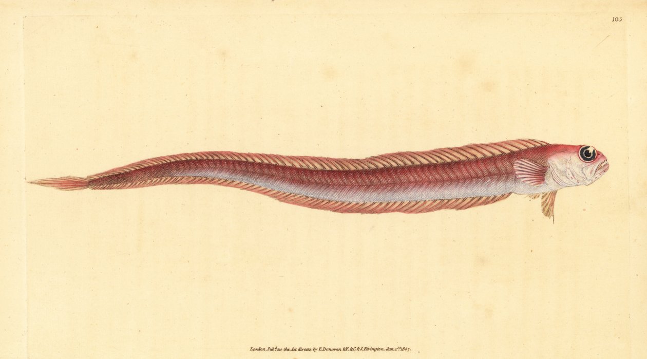 Rotbandfisch, Cepola macrophthalma. Handkolorierte Kupferstichzeichnung und -gravur von Edward Donovan aus seiner „Natural History of British Fishes“, Donovan und F.C. und J. Rivington, London von Edward Donovan