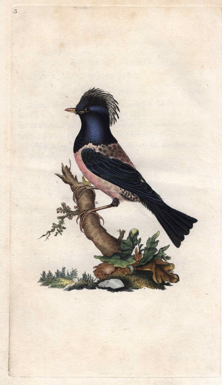 Rosenstar. Sturnus roseus (Turdus roseus). Kupferstich von Edward Donovan (1768-1837), veröffentlicht in Histoire naturelle des oiseaux britanniques, London von Edward Donovan