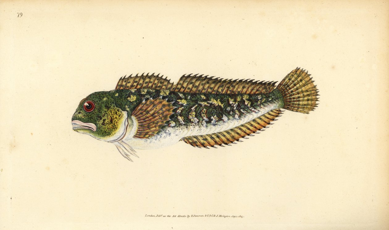 Schleimfisch, Lipophrys pholis. Handkolorierte Kupferstichzeichnung und -gravur von Edward Donovan aus seiner „Natural History of British Fishes“, Donovan und F.C. und J. Rivington, London von Edward Donovan