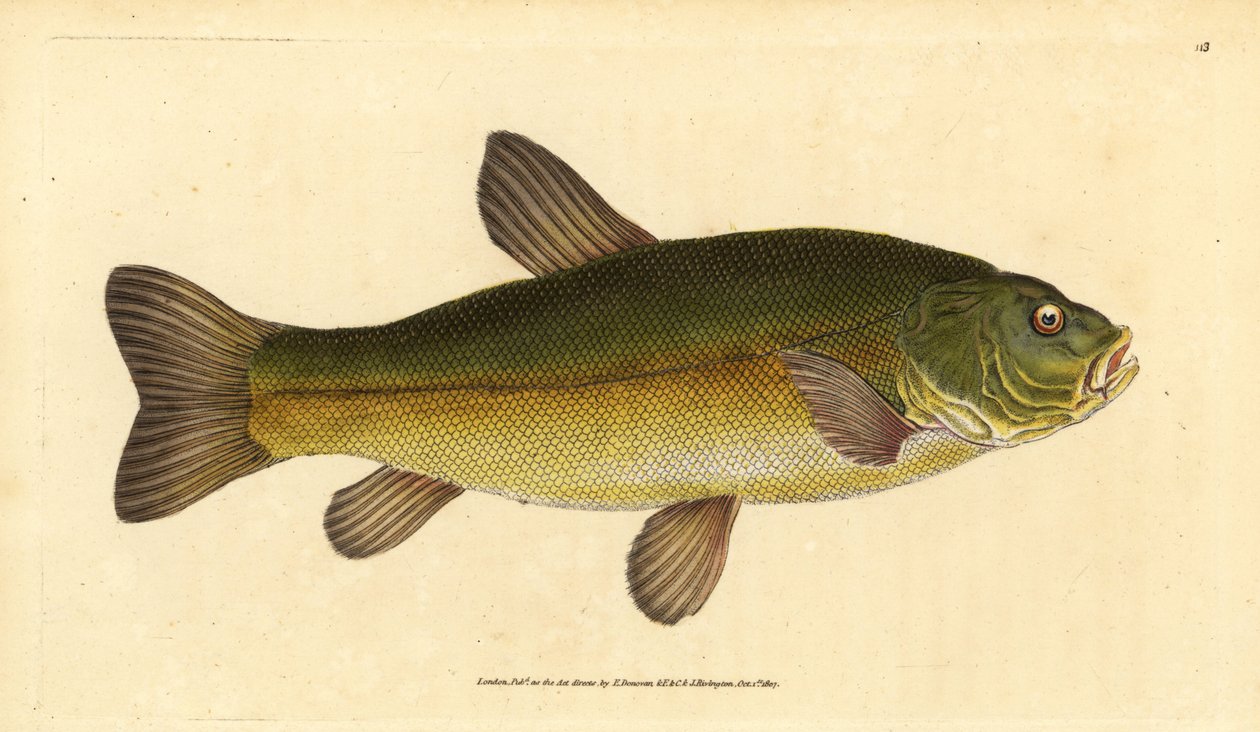 Schleie, Tinca tinca (Cyprinus tinca). Handkolorierte Kupferstichzeichnung und Gravur von Edward Donovan aus seiner Natural History of British Fishes, Donovan und F.C. und J. Rivington, London von Edward Donovan